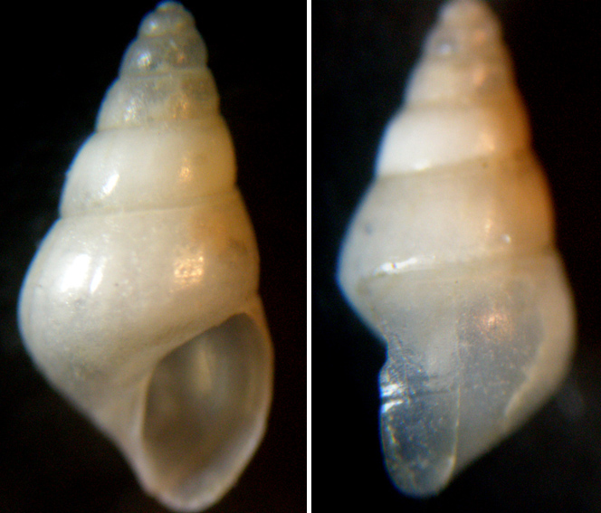 Ondina 2